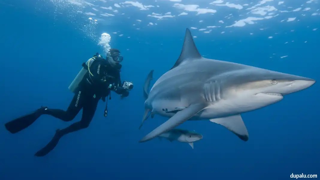 Nadar con tiburones en México Nadar con tiburones en México